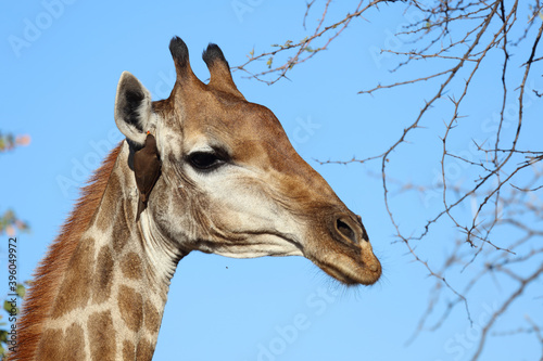 Photography Giraffe / Giraffe / Giraffa Camelopardalis