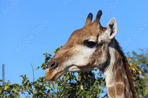 Photography Giraffe / Giraffe / Giraffa Camelopardalis
