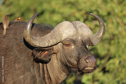 Kaffernb  ffel und Gelbschnabel-Madenhacker   Buffalo and Yellow-billed oxpecker   Syncerus caffer et Buphagus africanus