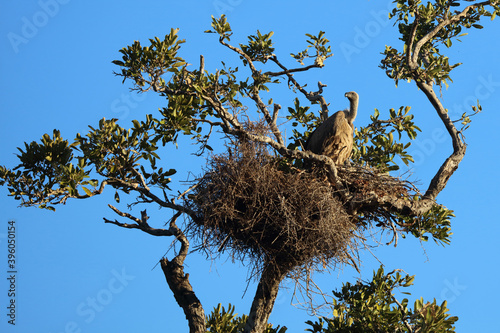 Weißrückengeier / White-backed Vulture / Gyps africanus