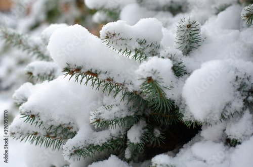 Christmas tree branches covered with snow in the Park. New year concert. Close up with place for text. © Liudmila