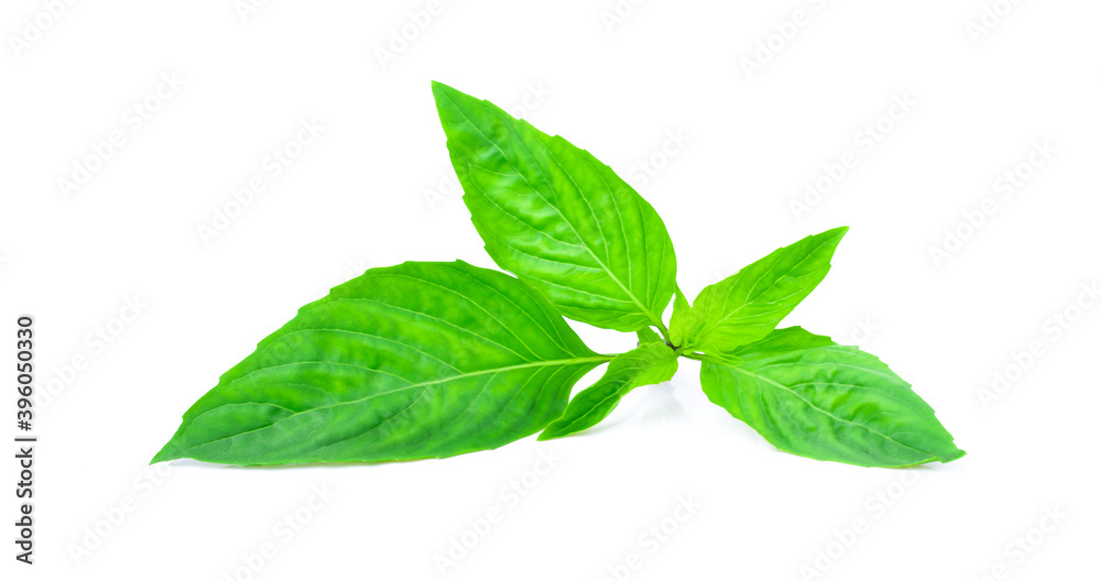 basil leaves isolated on white background. basil leaves isolated on white background.