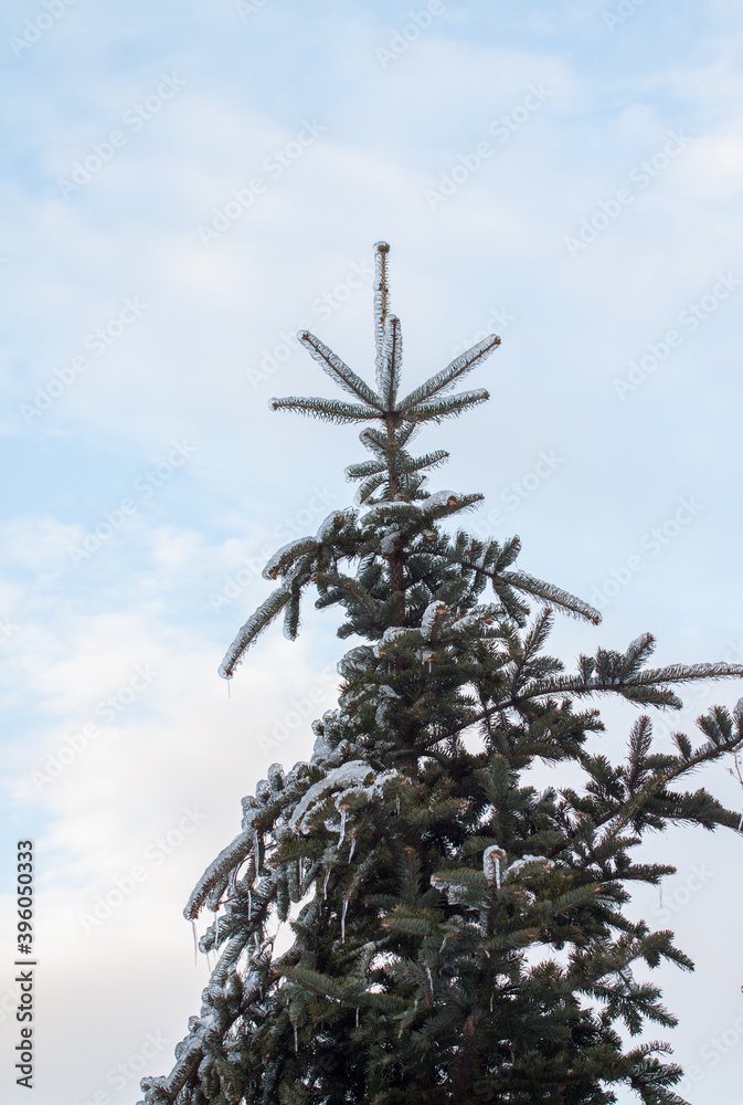Fotografie An icebound Christmas tree after the cyclone