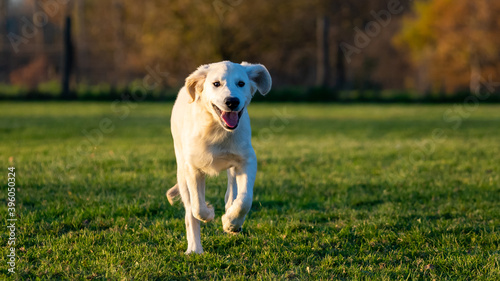 golden retriever puppy running in the park