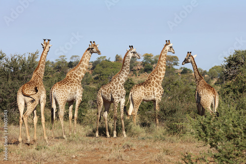 Photography Giraffe / Giraffe / Giraffa Camelopardalis