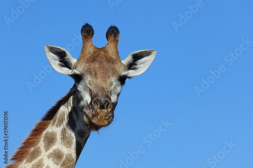 Giraffe / Giraffe / Giraffa Camelopardalis © Ludwig