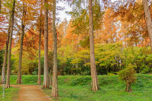                                                                         Autumn Metasequoia Fukuoka-ken Chikujo Town