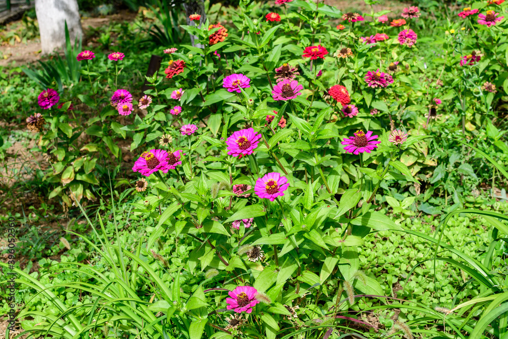 Many beautiful large vivid red and pink zinnia flowers in full bloom on blurred green background, photographed with soft focus in a garden in a sunny summer day.