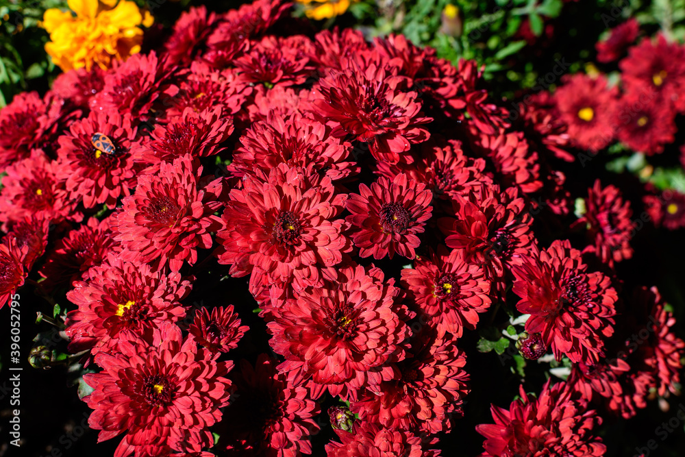 Many vivid red Chrysanthemum x morifolium flowers in a garden in a sunny autumn day, beautiful colorful outdoor background photographed with soft focus. Many vivid red Chrysanthemum x morifolium flowers in a garden in a sunny autumn day, beautiful colorful outdoor background photographed with soft focus.