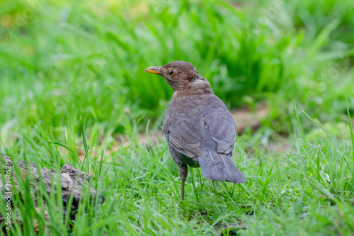 Blackbirds female plumage is standing in the grass looking for larvae