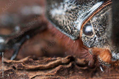 European rhinoceros beetle (Oryctes nasicornis) portrait, Italy.