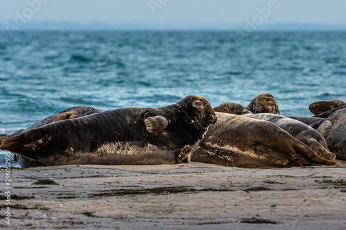 A harbor seal colony resting on a sandbank near the ocean. Picture from Falsterbo in Scania, southern Sweden