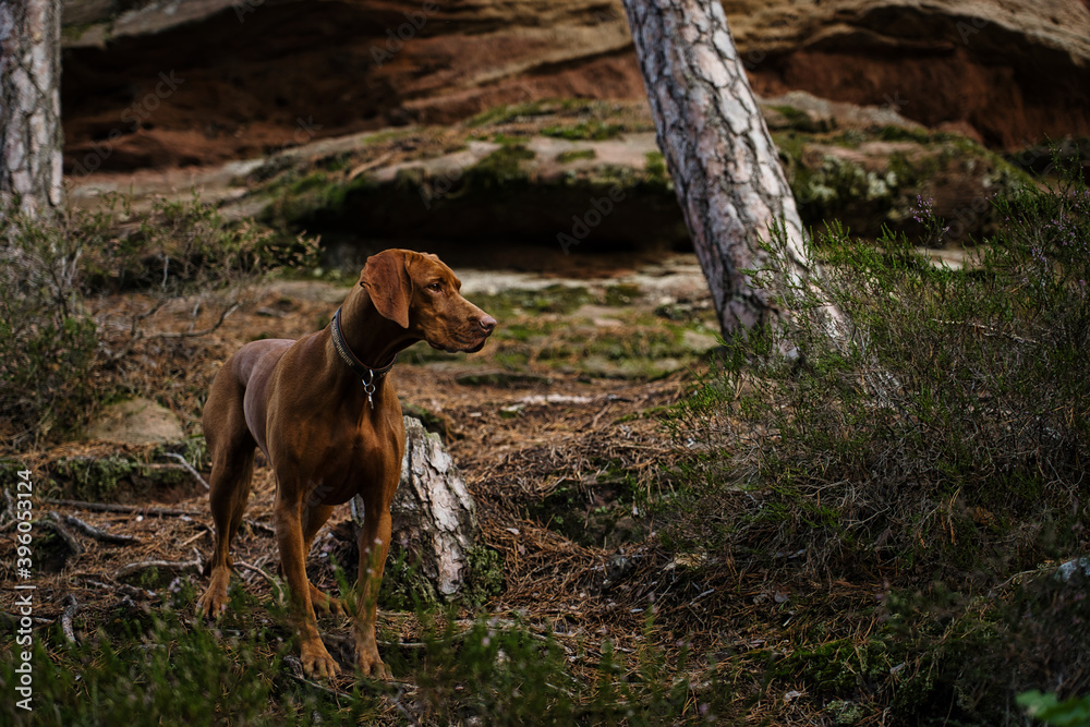 Jagdhund im Wald vor Felsen beobachtend