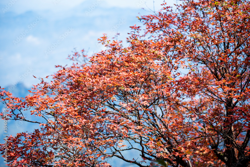Golden leafs on blue sky at autumn forest Golden leafs on blue sky at autumn forest