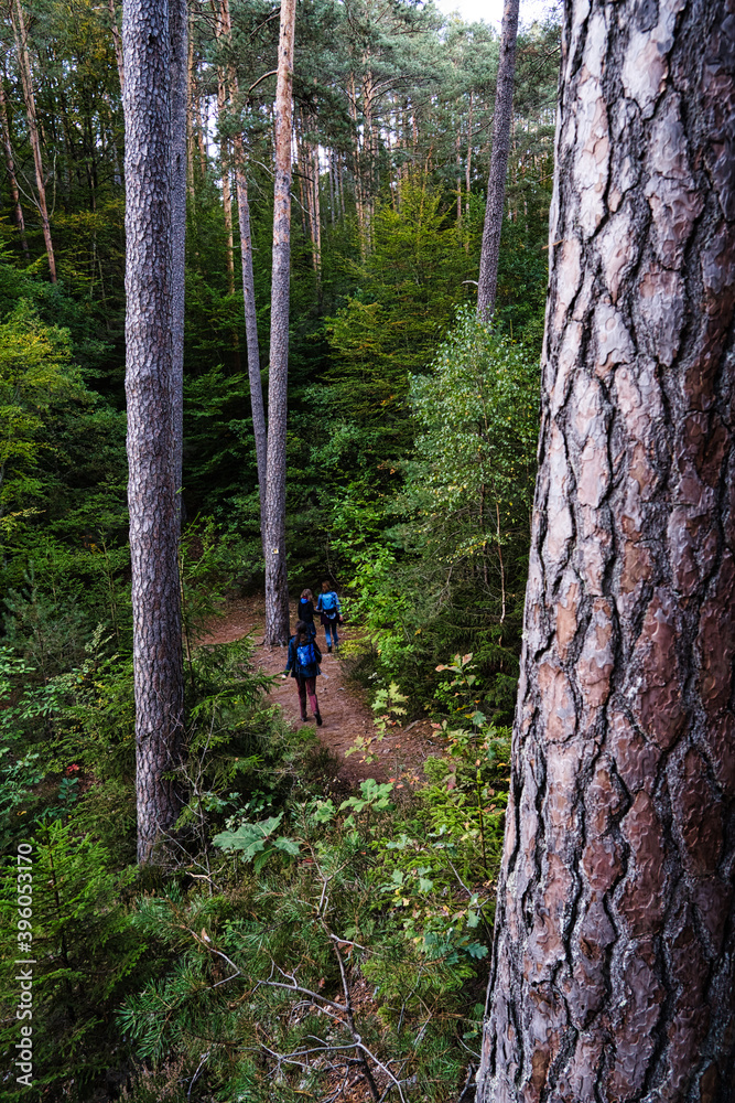 Wandern im Wald