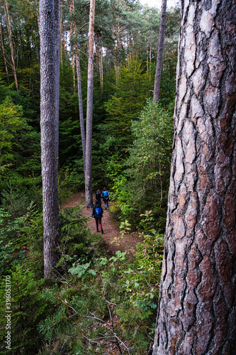 Obraz na płótnie Wandern im Wald w salonie