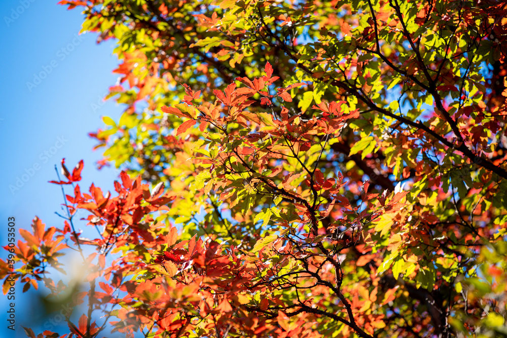 Golden leafs on blue sky at autumn forest Golden leafs on blue sky at autumn forest