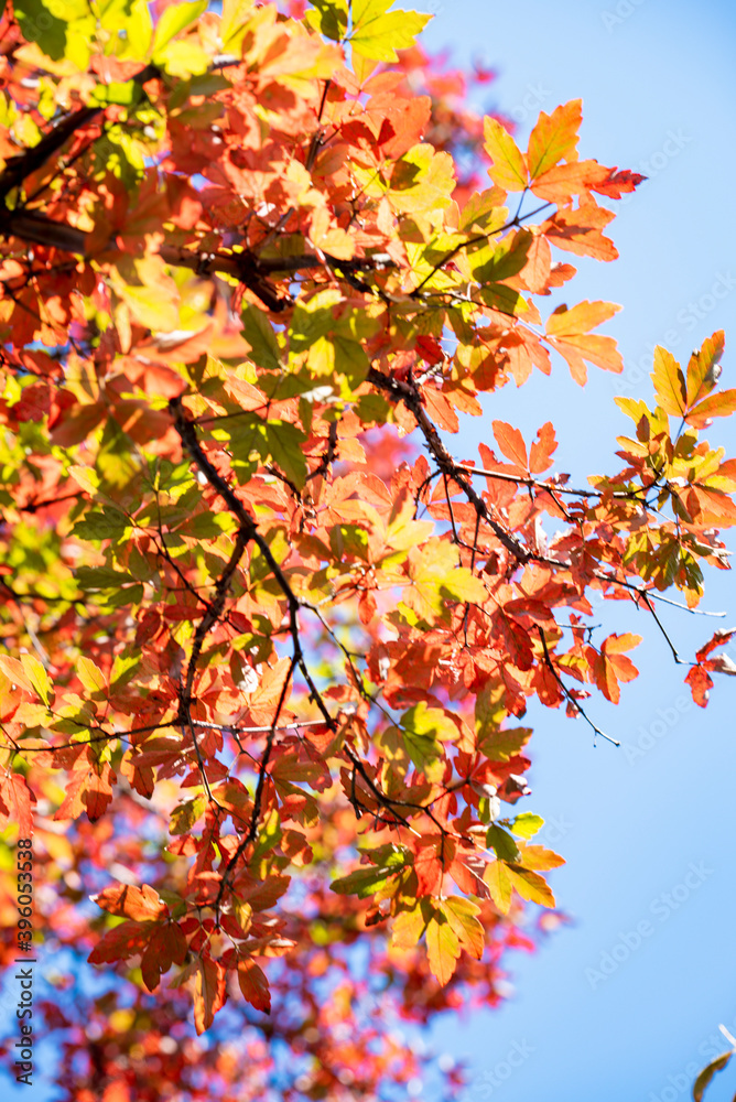 Golden leafs on blue sky at autumn forest