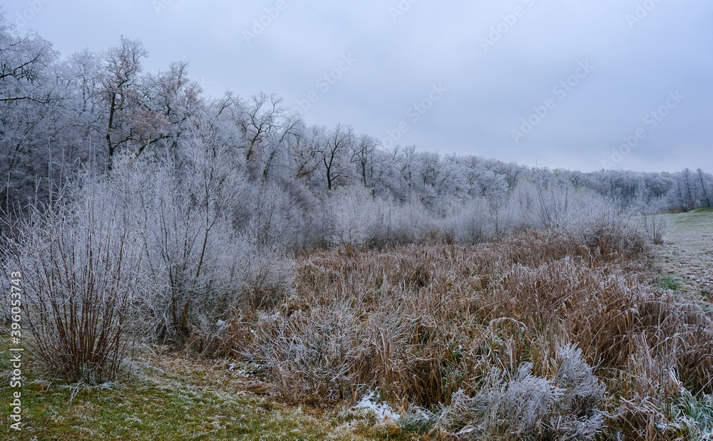 view of the frozen forest
