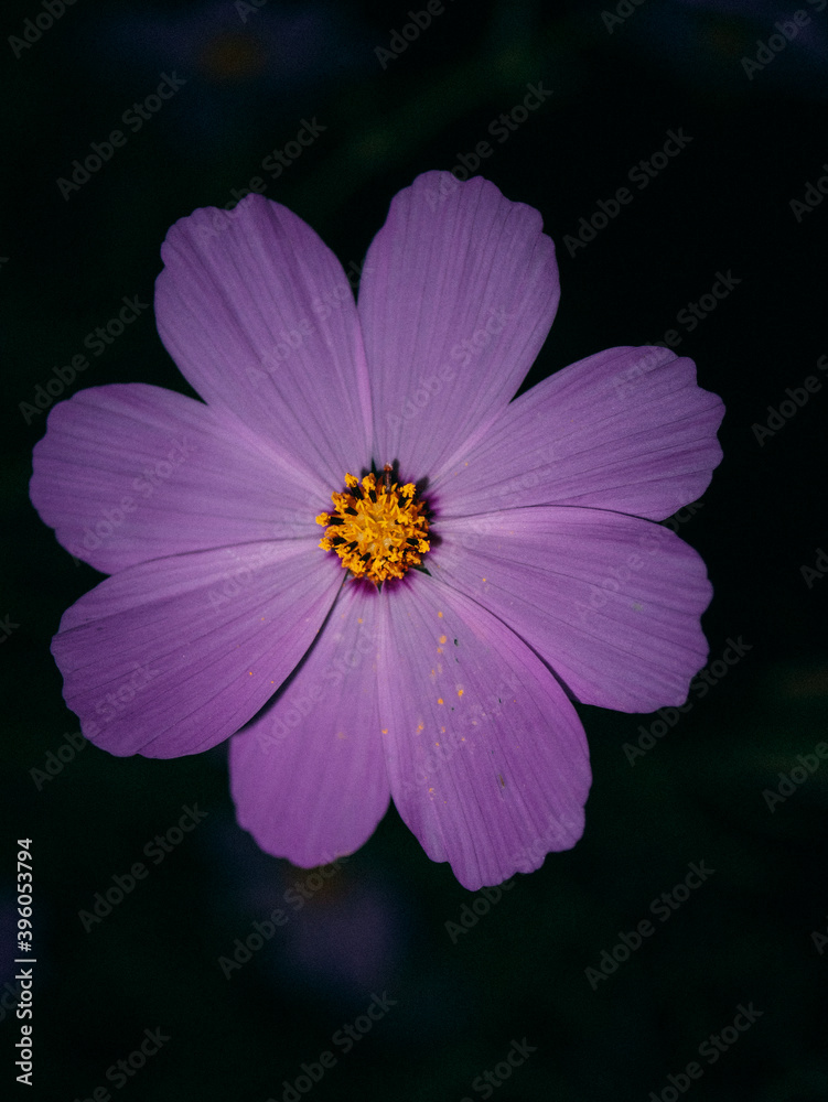 Obraz premium Cosmos was blooming in the backyard of my workplace. 