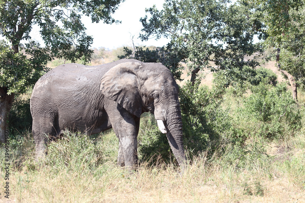 Obraz premium Afrikanischer Elefant / African elephant / Loxodonta africana