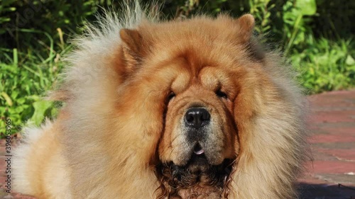Portrait of a purebred dog Chow Chow outdoors on backyard
