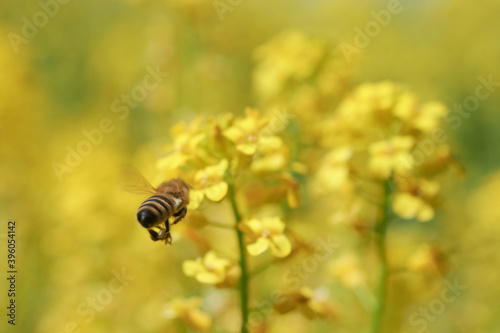 Pszczoły na polach rzepaku mają ogrom pracy przy zbiorze nektaru