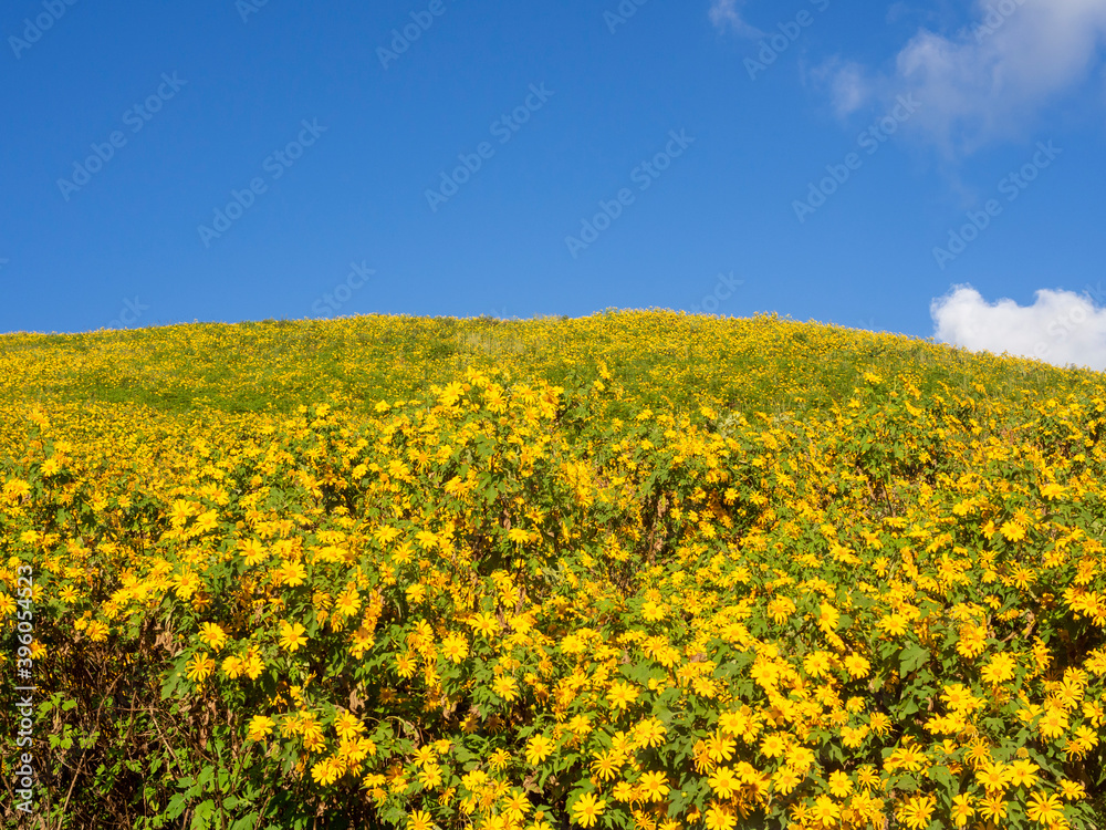 Yellow flower fields(Maxican Sunflower)and clear sky. Natural view