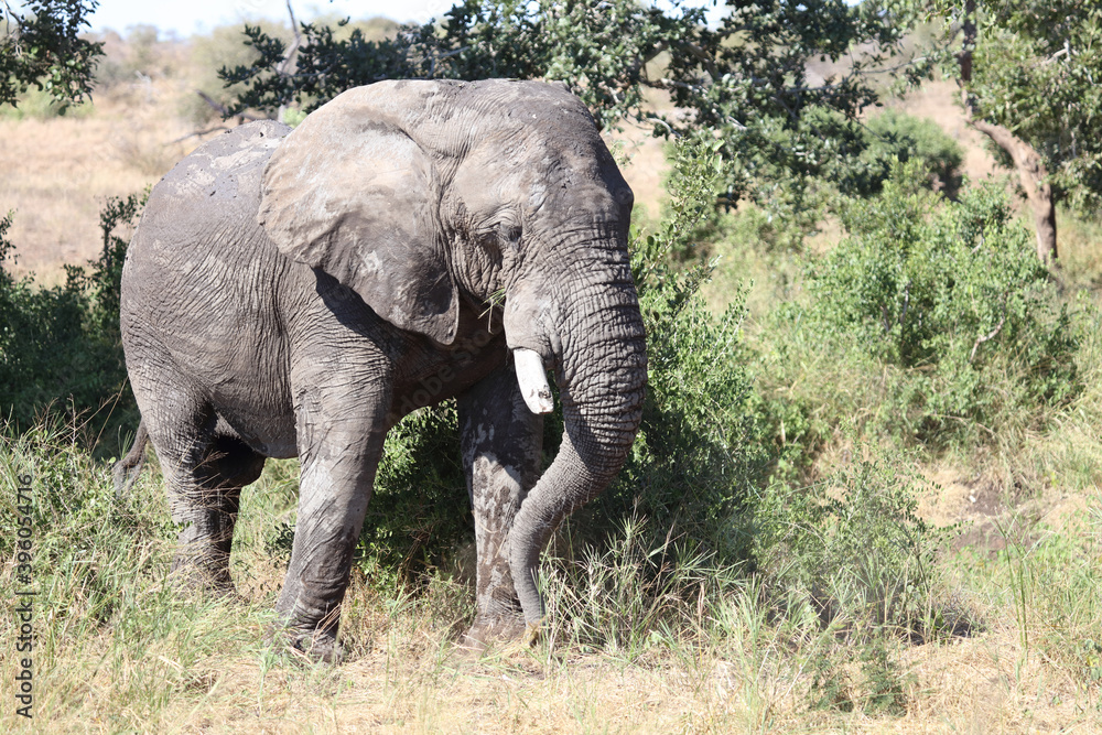 Fototapeta premium Afrikanischer Elefant / African elephant / Loxodonta africana