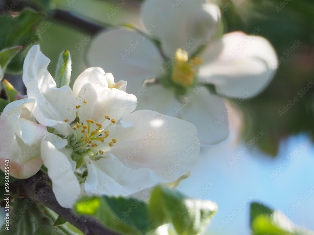 Fototapeta premium Apple TREES IN bloom in spring