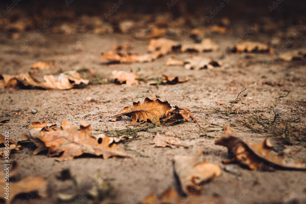 Abstract background with fallen oak leaves on the ground