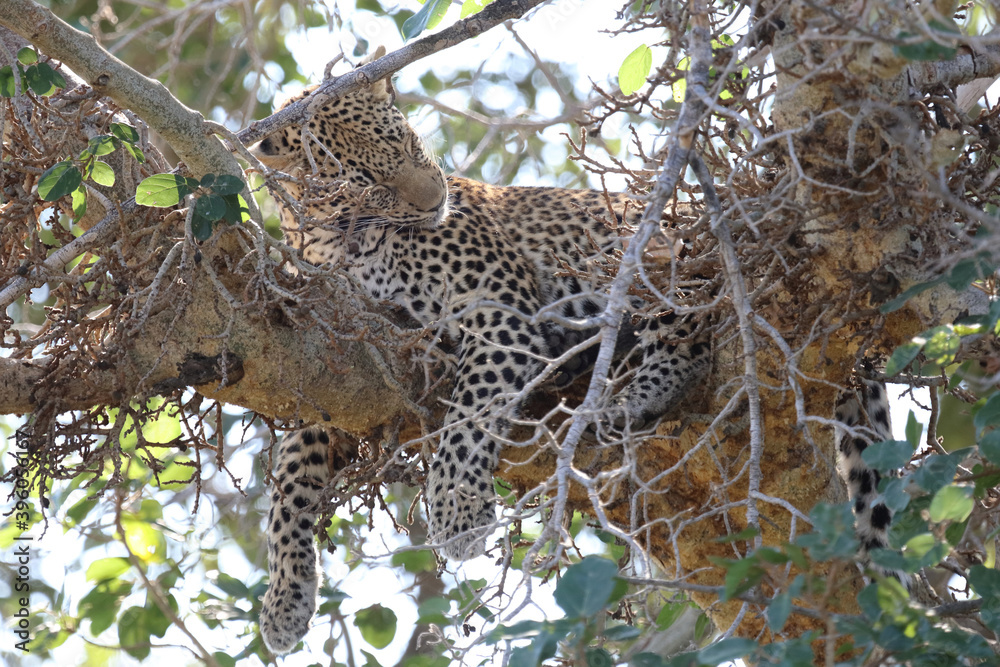 Obraz premium Leopard / Leopard / Panthera pardus.