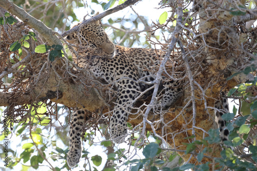 Leopard / Leopard / Panthera pardus.