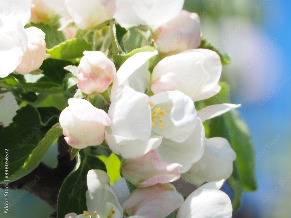 Obraz premium Apple TREES IN bloom in spring