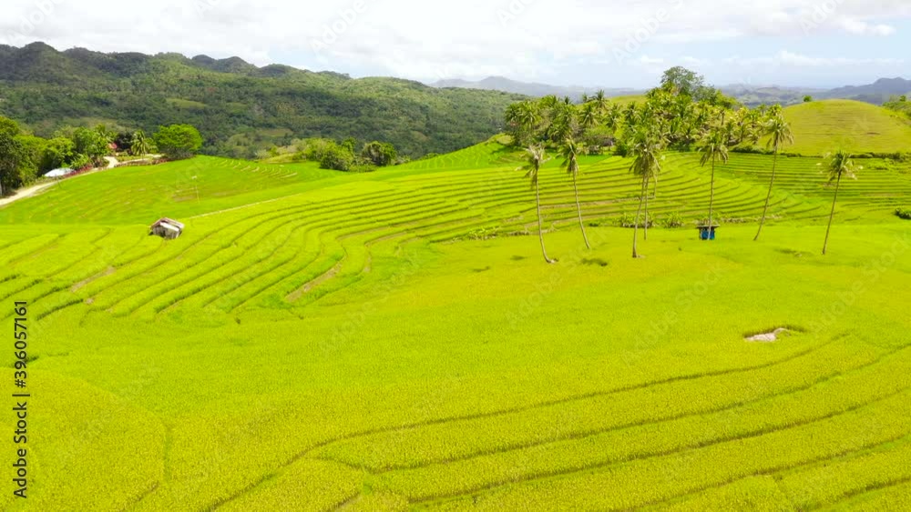 Beautiful view green rice growing on tropical field terraces. Best scenic Asian backgrounds and landscapes. Bohol,Philippines. Beautiful view green rice growing on tropical field terraces. Best scenic Asian backgrounds and landscapes. Bohol,Philippines.