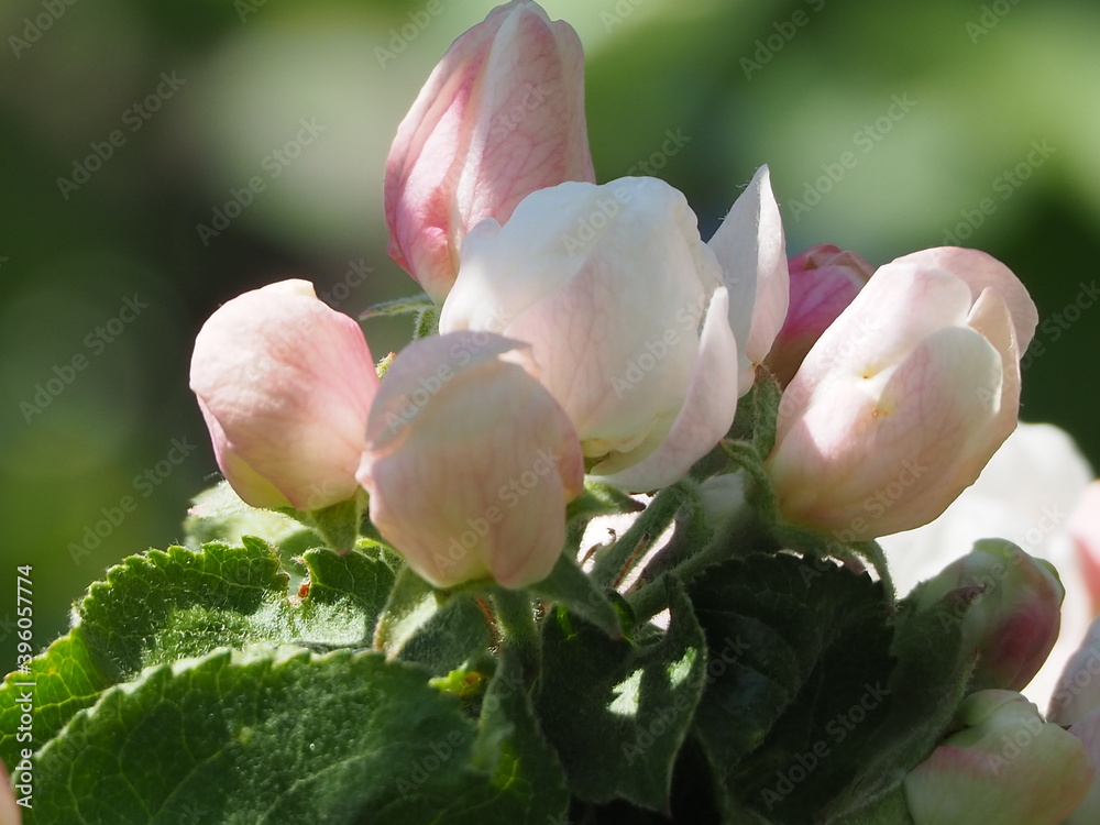 Fototapeta premium Apple TREES IN bloom in spring
