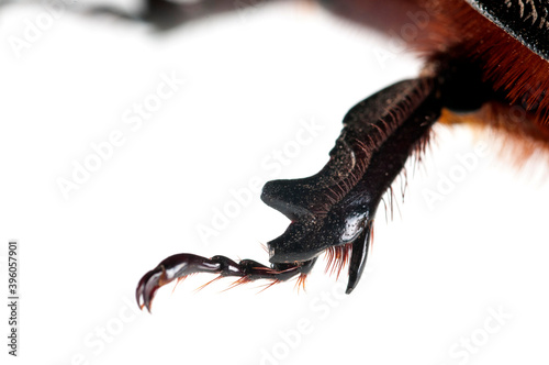 European rhinoceros beetle (Oryctes nasicornis) detail
