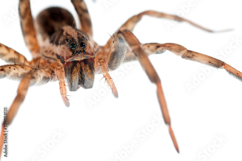 Wolf spider (Hogna rdiata) female on white background, Italy.