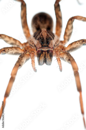 Wolf spider (Hogna rdiata) female on white background, Italy. photo