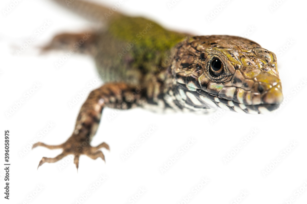 Naklejka premium Common wall lizard (Podarcis muralis) on white background, Italy.