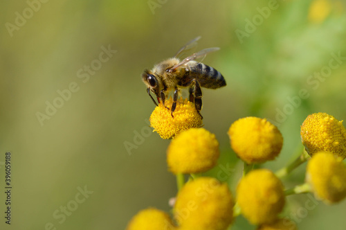 Bee on a a tansy flower or bitter buttons plant pollinating, macro close up, natural background. Bee on a yellow wild flower.