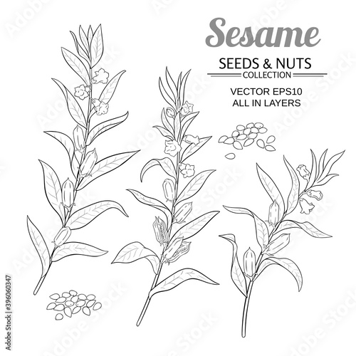 sesame vector set