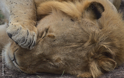 close-up portrait of cute male lion head with paw on face sleeping in wild masai mara kenya