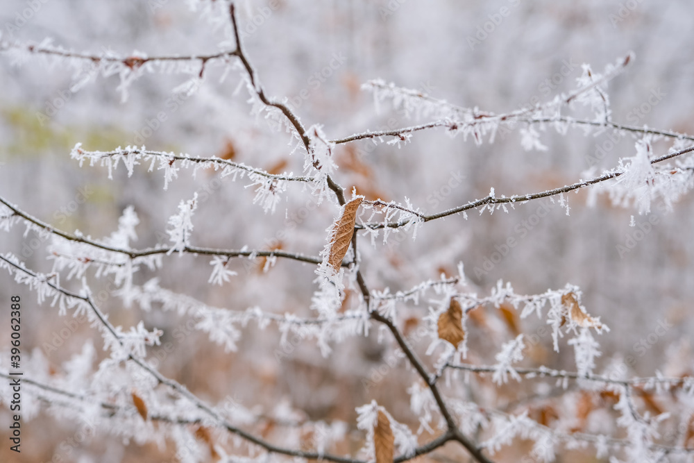 Frozen leaves in the forest