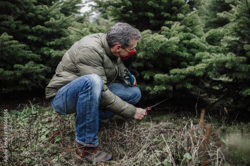 cut your own christmas tree