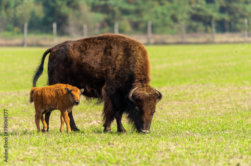 Female bison and little bison..