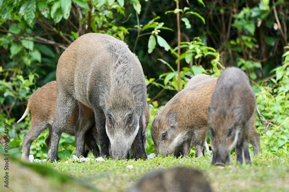 Fototapeta premium wild boar in the woods