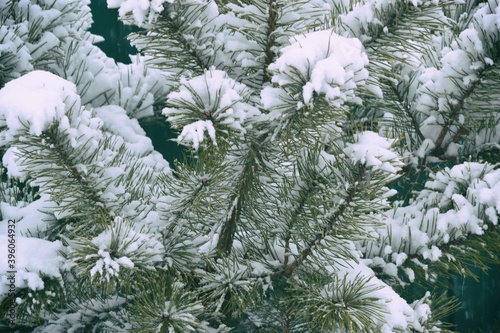 Spruce branches with snow. Winter festive background. Evergreen Christmas tree pine branches covered with snow. © Helena