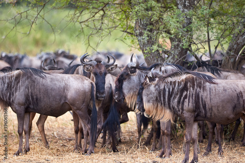 The great migration of wildebeest