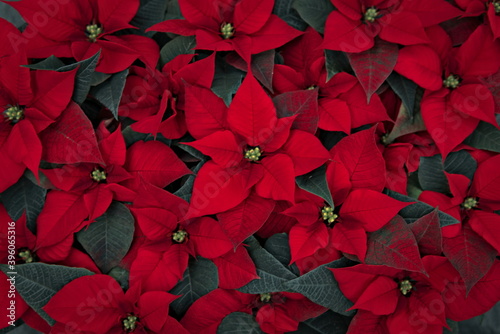 red poinsettia blossoms in christmas time  close up